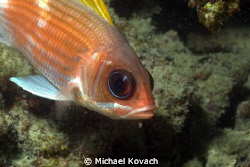 Squirrelfish on the Ledge of Turtles off the beach in For... by Michael Kovach 
